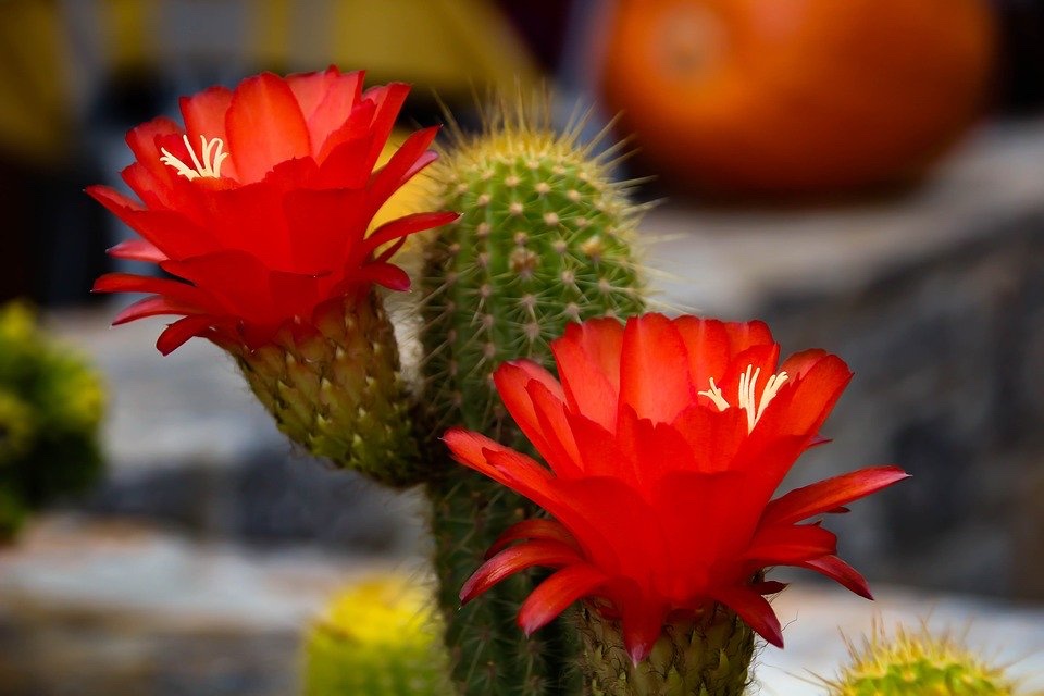 Cactus Flower