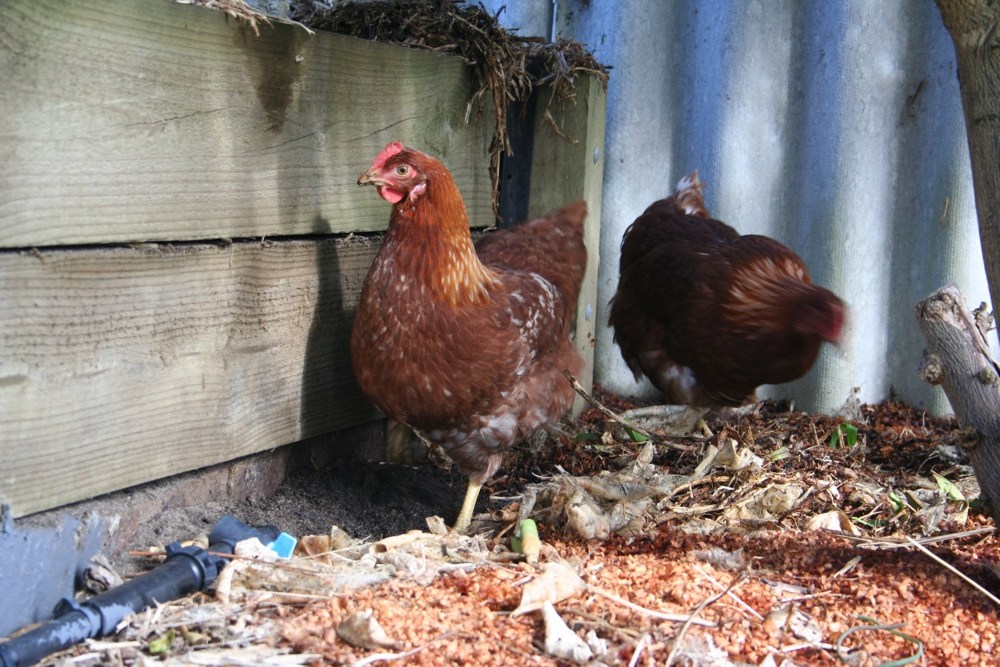 Two ISA Brown hens