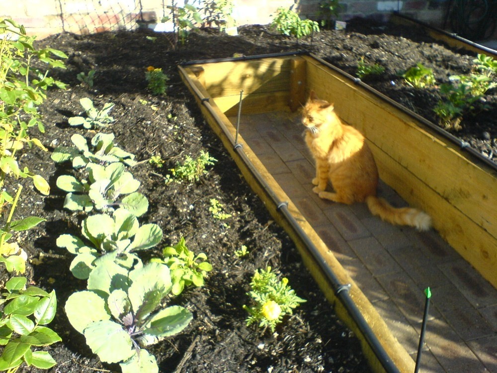 Our cat sitting in the sun looking at the vegetables