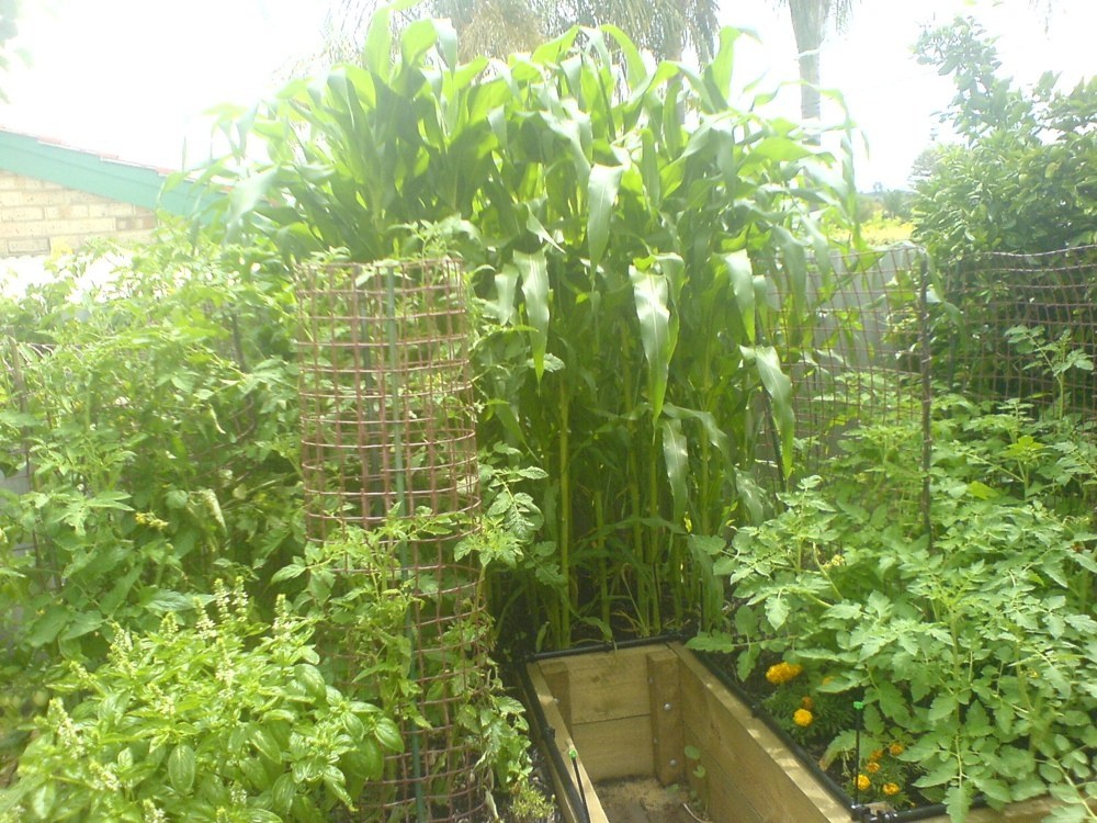 Garden bed overgrown